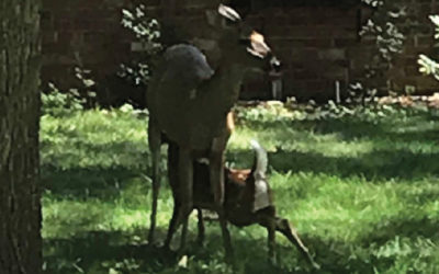 The Nursing Fawn