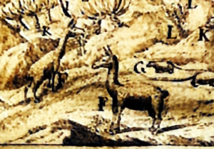 Peruvian Animals from Sixteenth Century Manuscript