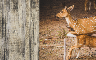 The Nursing Fawn